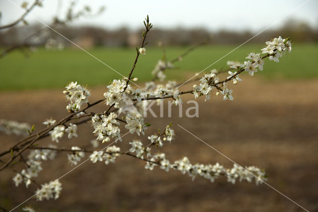 Kerspruim (Prunus cerasifera)