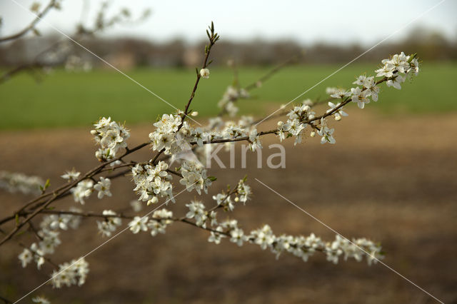 Cherry Plum