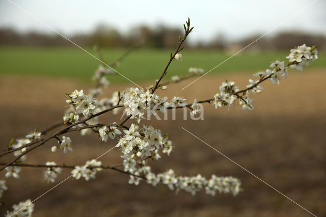 Kerspruim (Prunus cerasifera)