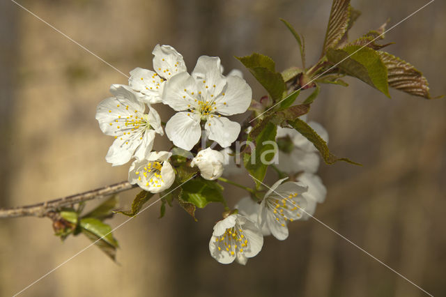 Kerspruim (Prunus cerasifera)