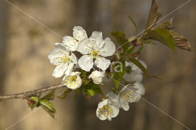 Kerspruim (Prunus cerasifera)