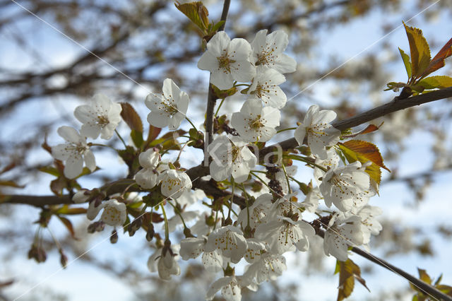 Kerspruim (Prunus cerasifera)