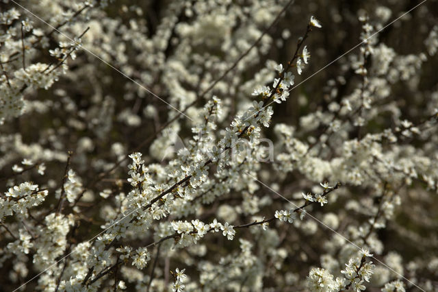 Kerspruim (Prunus cerasifera)