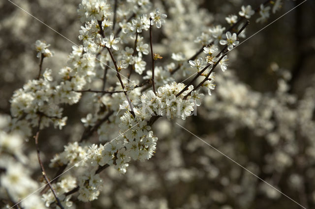 Kerspruim (Prunus cerasifera)