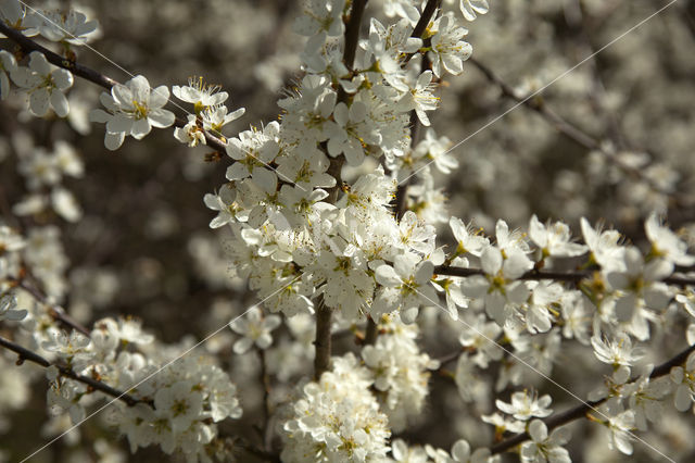 Kerspruim (Prunus cerasifera)