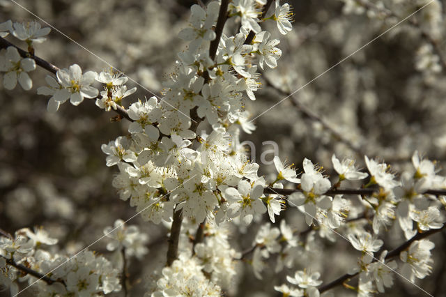 Kerspruim (Prunus cerasifera)