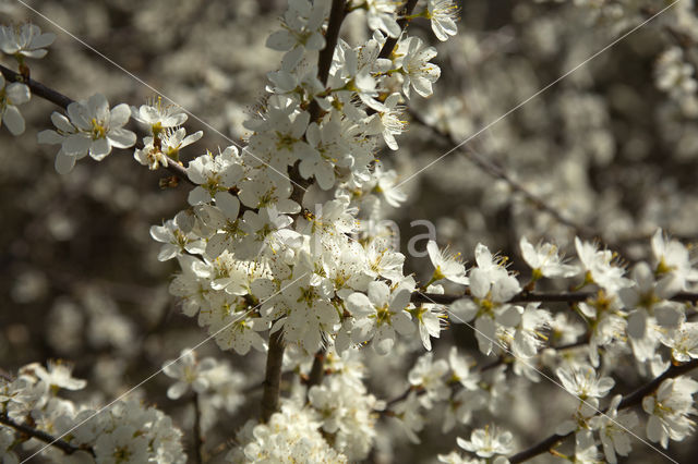 Kerspruim (Prunus cerasifera)