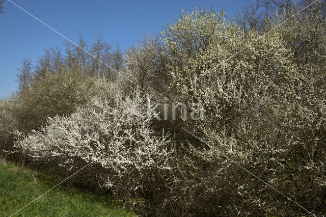 Kerspruim (Prunus cerasifera)