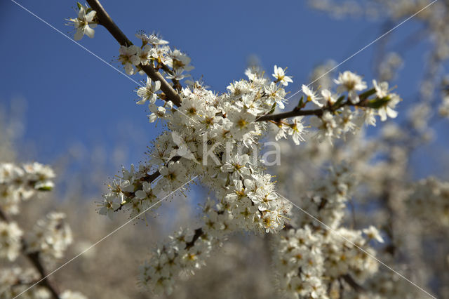 Kerspruim (Prunus cerasifera)