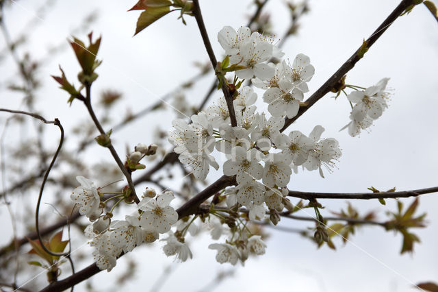 Kerspruim (Prunus cerasifera)