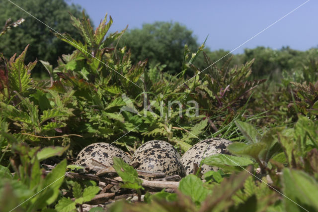 Lapwing (Vanellus vanellus)