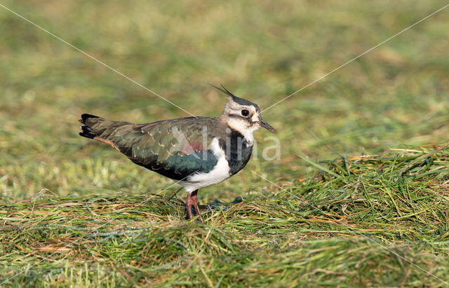 Lapwing (Vanellus vanellus)