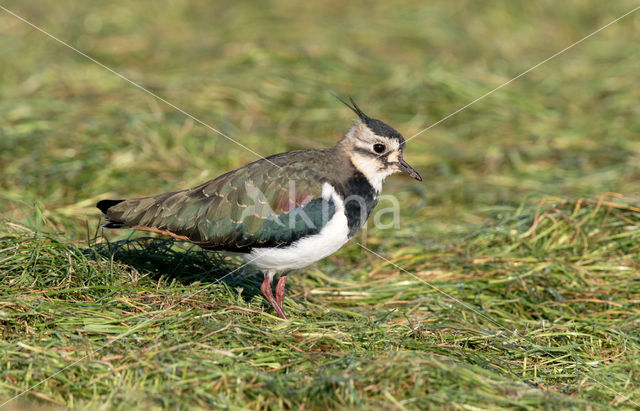 Lapwing (Vanellus vanellus)