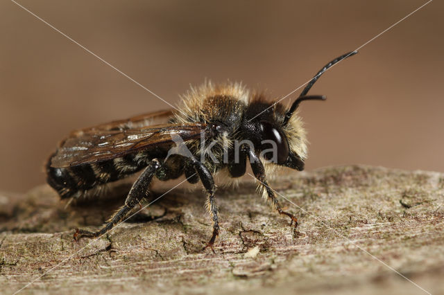 Klaverbehangersbij (Megachile ligniseca)