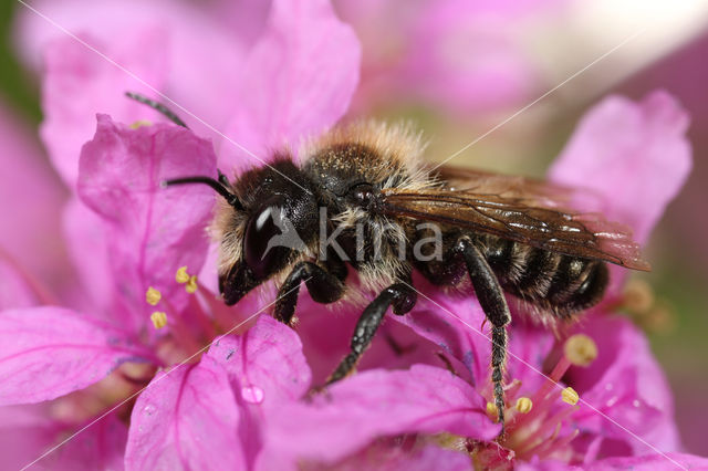 Klaverbehangersbij (Megachile ligniseca)