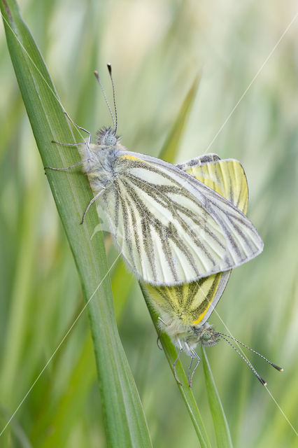 Green-veined White (Pieris napi)