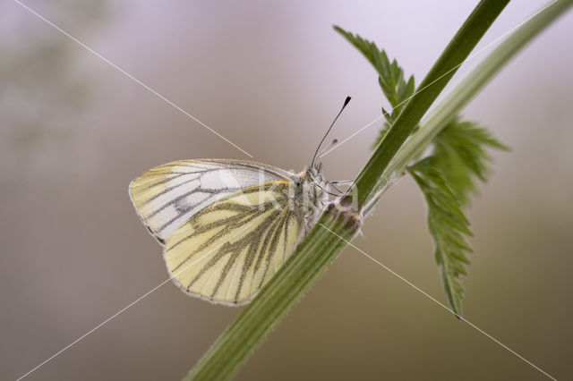 Klein geaderd witje (Pieris napi)