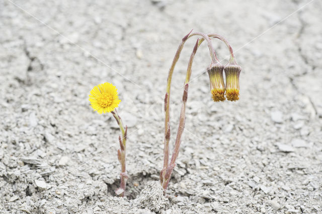 Klein hoefblad (Tussilago farfara)