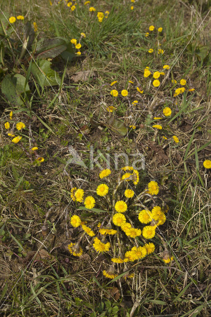 Klein hoefblad (Tussilago farfara)