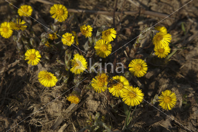 Klein hoefblad (Tussilago farfara)