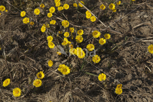 Klein hoefblad (Tussilago farfara)