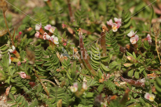 Bird's-foot (Ornithopus perpusillus)