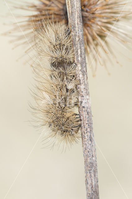 Ruby Tiger (Phragmatobia fuliginosa)