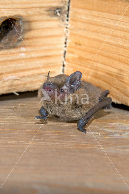 kleine dwergvleermuis (pipistrellus pygmaeus)