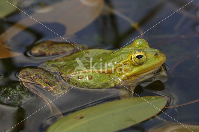 Pool Frog (Rana lessonae