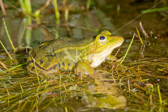 Kleine groene kikker