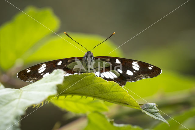 Kleine IJsvogelvlinder (Limenitis camilla)