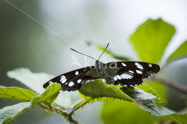 White Admiral (Limenitis camilla)