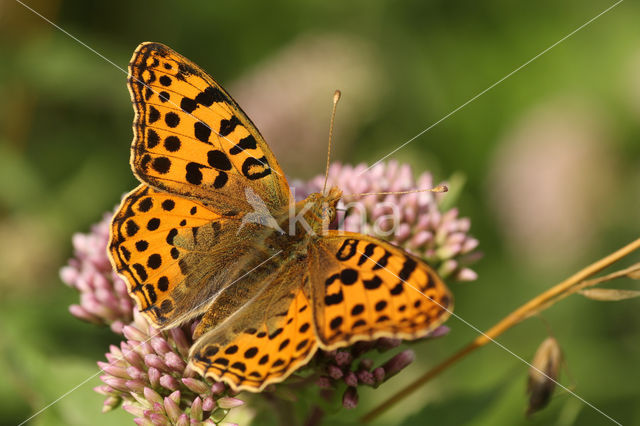 Queen of Spain Fritillary (Issoria lathonia)