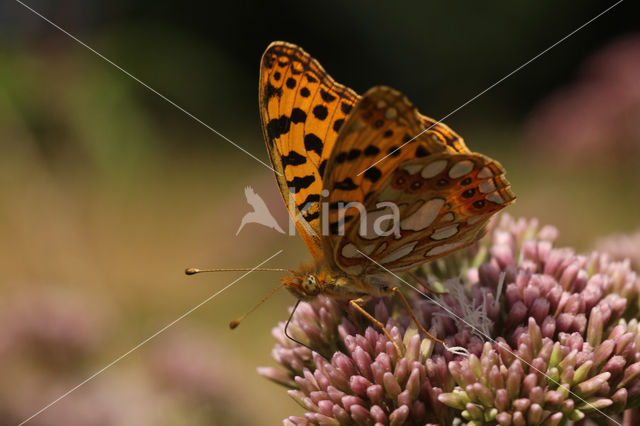 Queen of Spain Fritillary (Issoria lathonia)