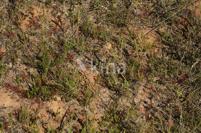 Kleine roetbij (Panurgus calcaratus)