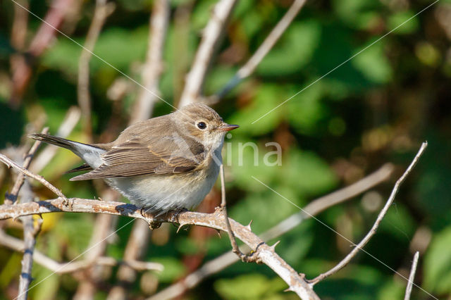 Red-breasted Flycatcher (Ficedula parva)