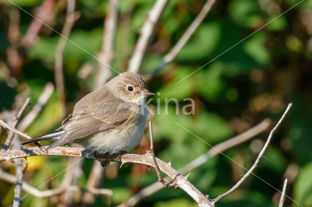 Red-breasted Flycatcher (Ficedula parva)