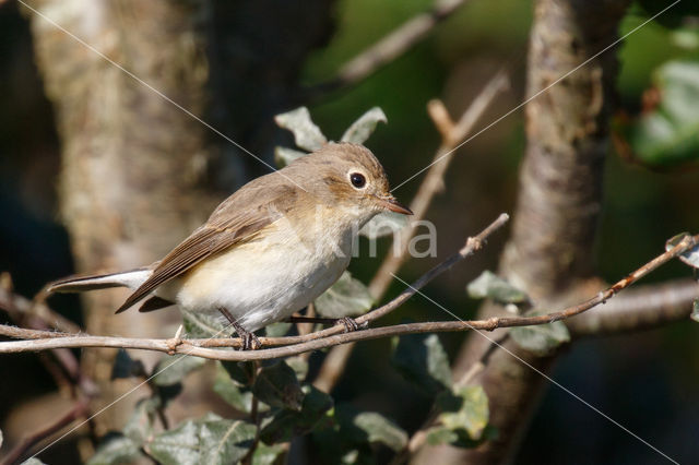 Red-breasted Flycatcher (Ficedula parva)