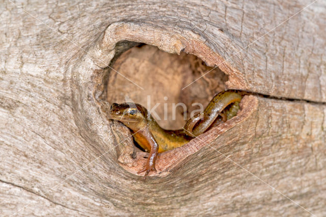 Smooth Newt (Lissotriton vulgaris)