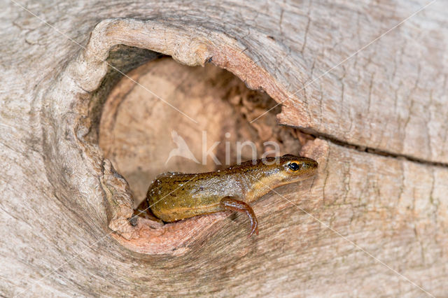 Kleine watersalamander (Lissotriton vulgaris)