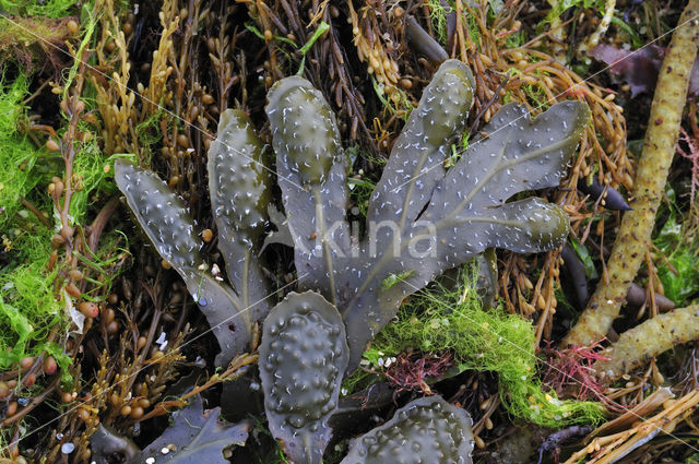 Kleine Zee-eik (Fucus spiralis)