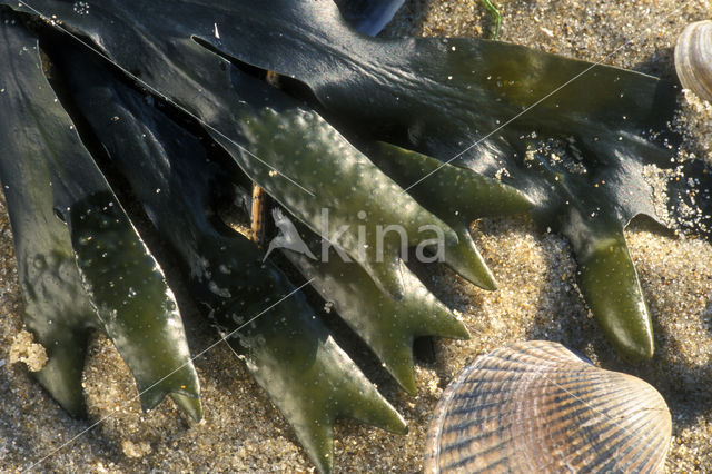 Kleine Zee-eik (Fucus spiralis)