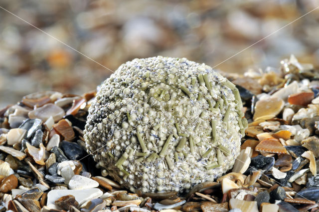 Shore sea urchin (Psammechinus miliaris)