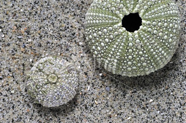 Kleine zeeappel (Psammechinus miliaris)
