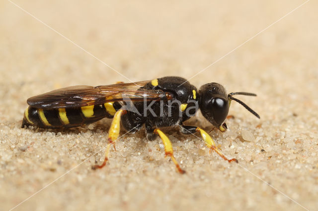 Kleine Zeefwesp (Crabro peltarius)