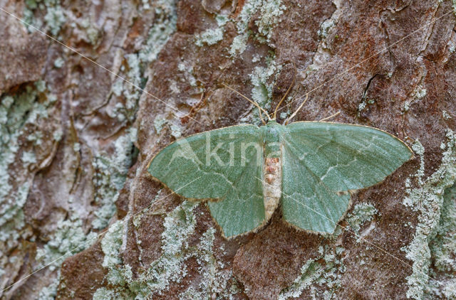 Common Emerald (Hemithea aestivaria)