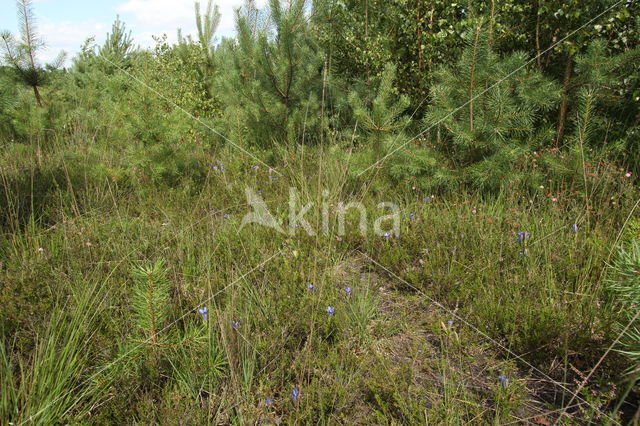 Marsh Gentian (Gentiana pneumonanthe)