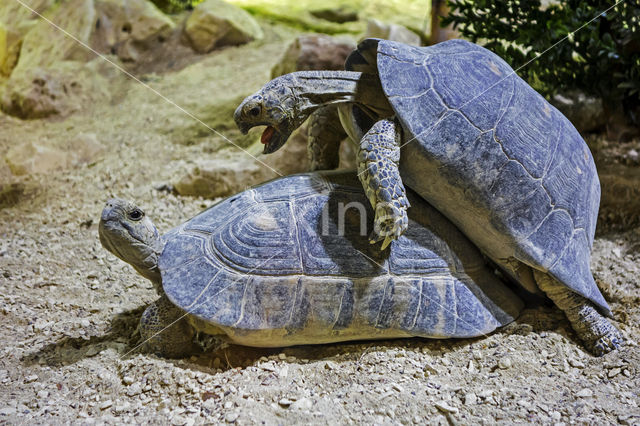 Marginated Tortoise (Testudo marginata)