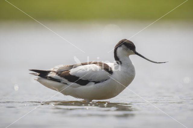 Pied Avocet (Recurvirostra avosetta)