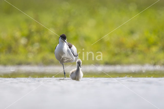 Pied Avocet (Recurvirostra avosetta)